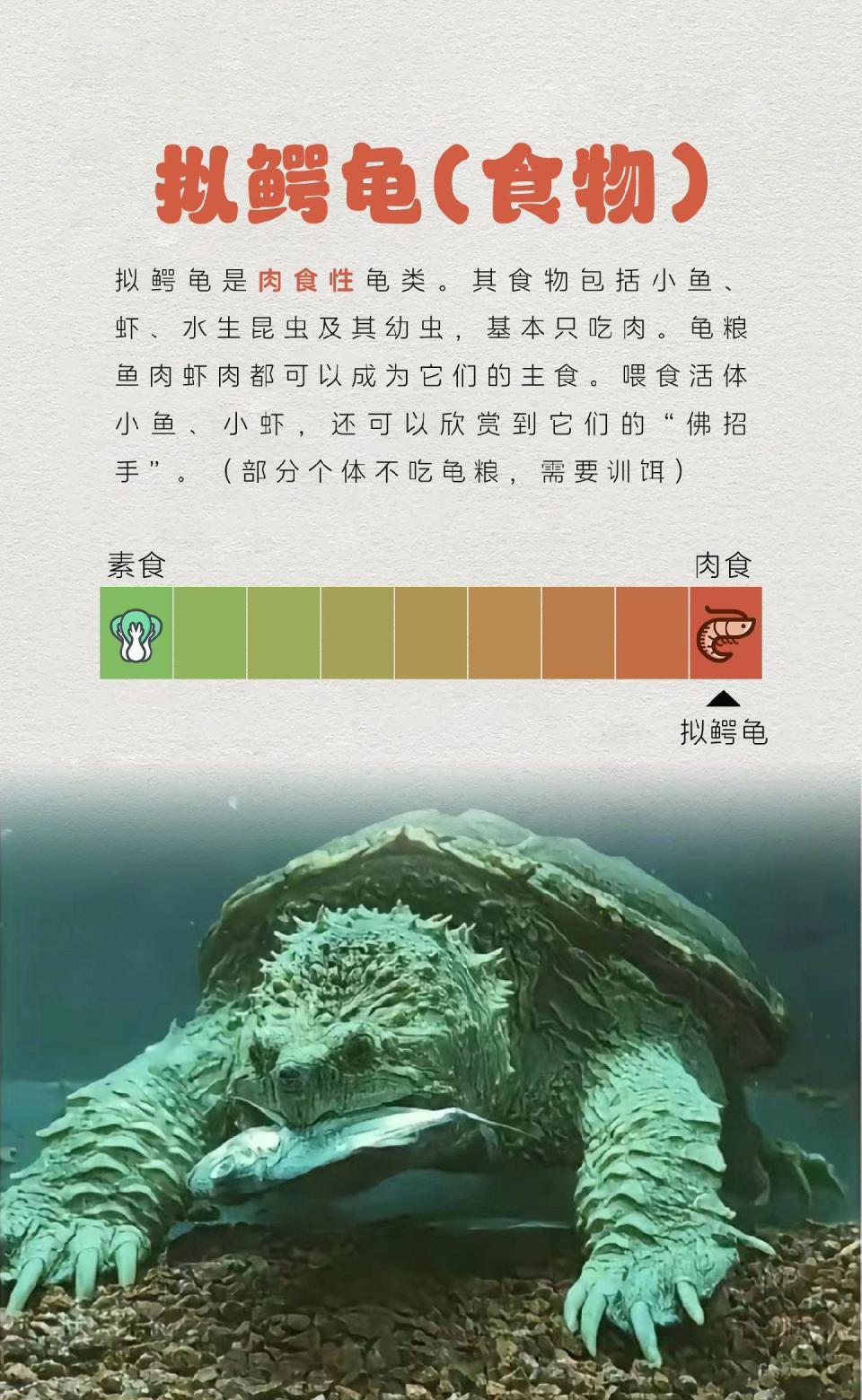门派聚会乌龟竞速，选对乌龟拿“龟王”称号